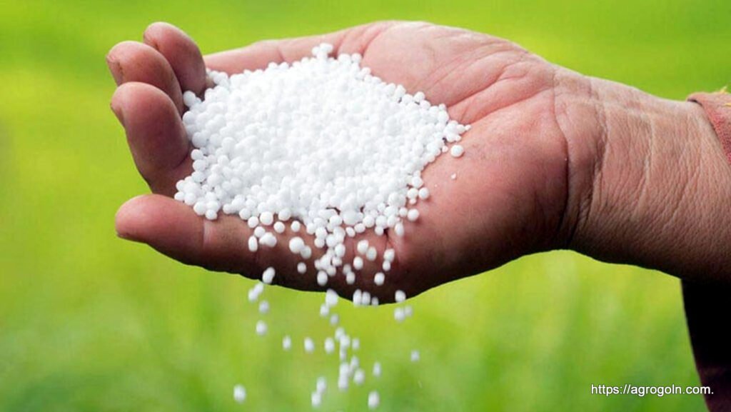 ধান চাষ সম্পর্কিত সকল তথ্য 21 ইউরিয়া সার