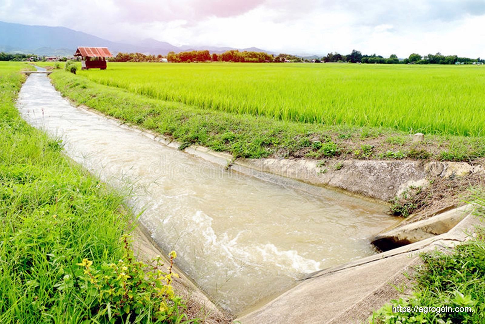 গঙ্গা-কপোতাক্ষ (জিকে) সেচ প্রকল্পের আওতাধীন ক্যানালের মাধ্যমে সেচ