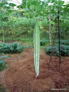 চিচিঙ্গা চাষ পদ্ধতি ও গুনাগুণ 16 চিচিঙ্গা বা কইডা বা কুশি বা হইডা, Snake gourd, Chichinga, Trichosanthes cucumerina