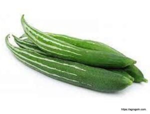 চিচিঙ্গা চাষ পদ্ধতি ও গুনাগুণ 11 চিচিঙ্গা বা কইডা বা কুশি বা হইডা, Snake gourd, Chichinga, Trichosanthes cucumerina