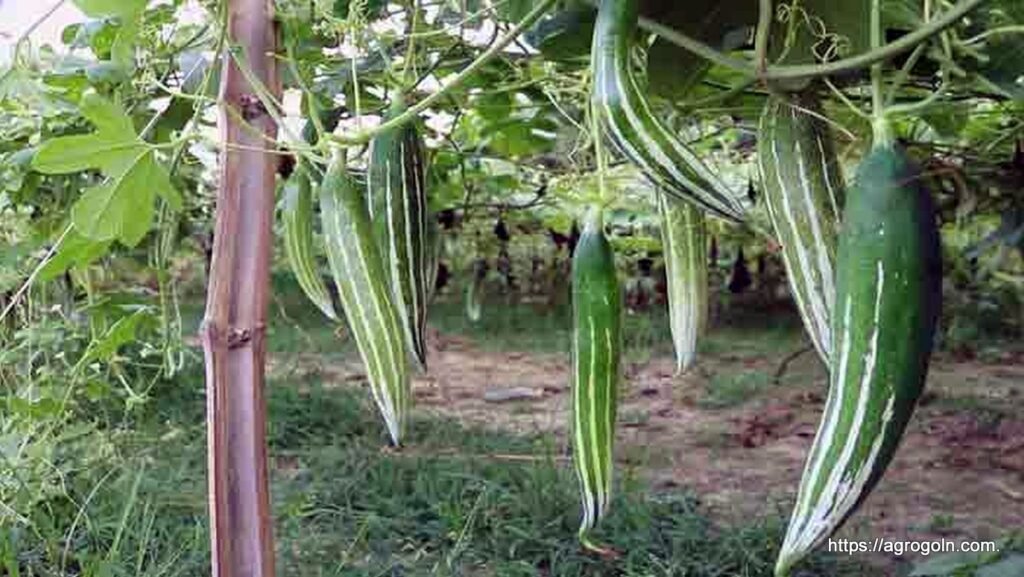 চিচিঙ্গা চাষ পদ্ধতি ও গুনাগুণ 5 চিচিঙ্গা বা কইডা বা কুশি বা হইডা, Snake gourd, Chichinga, Trichosanthes cucumerina