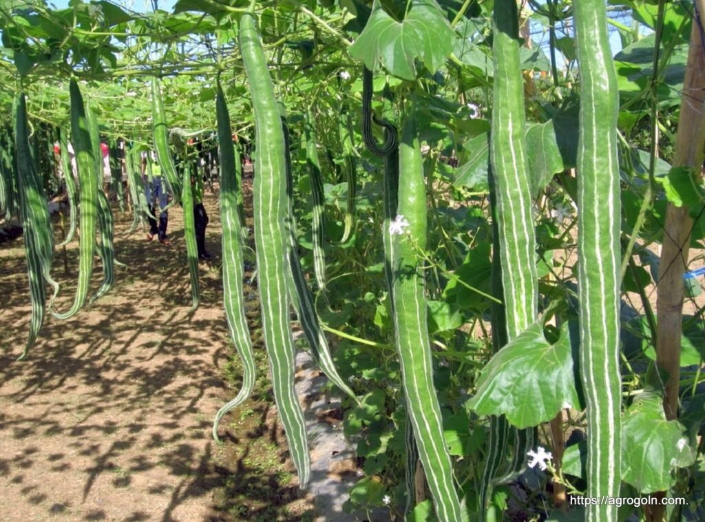 চিচিঙ্গা চাষ পদ্ধতি ও গুনাগুণ 4 চিচিঙ্গা বা কইডা বা কুশি বা হইডা, Snake gourd, Chichinga, Trichosanthes cucumerina