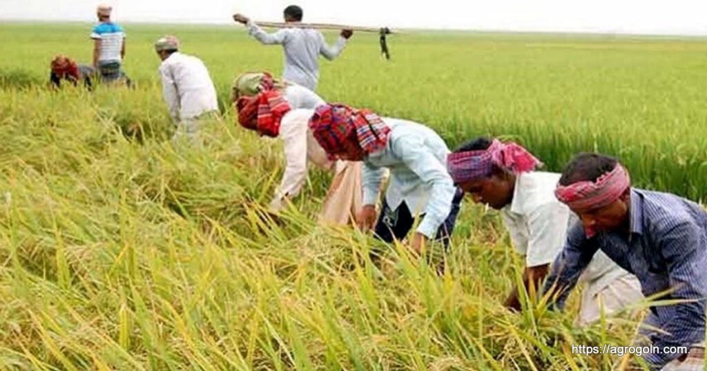 ধান চাষ সম্পর্কিত সকল তথ্য 35 ধান কাটা