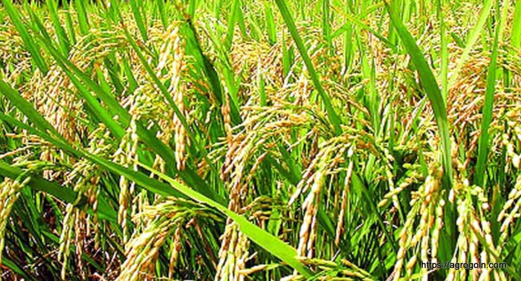 ধান চাষ বাংলাদেশের কৃষিতে গবেষণা: উন্নয়ন, চ্যালেঞ্জ ও সম্ভাবনা