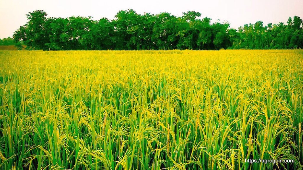 ধান চাষের জন্য জমি নির্বাচন