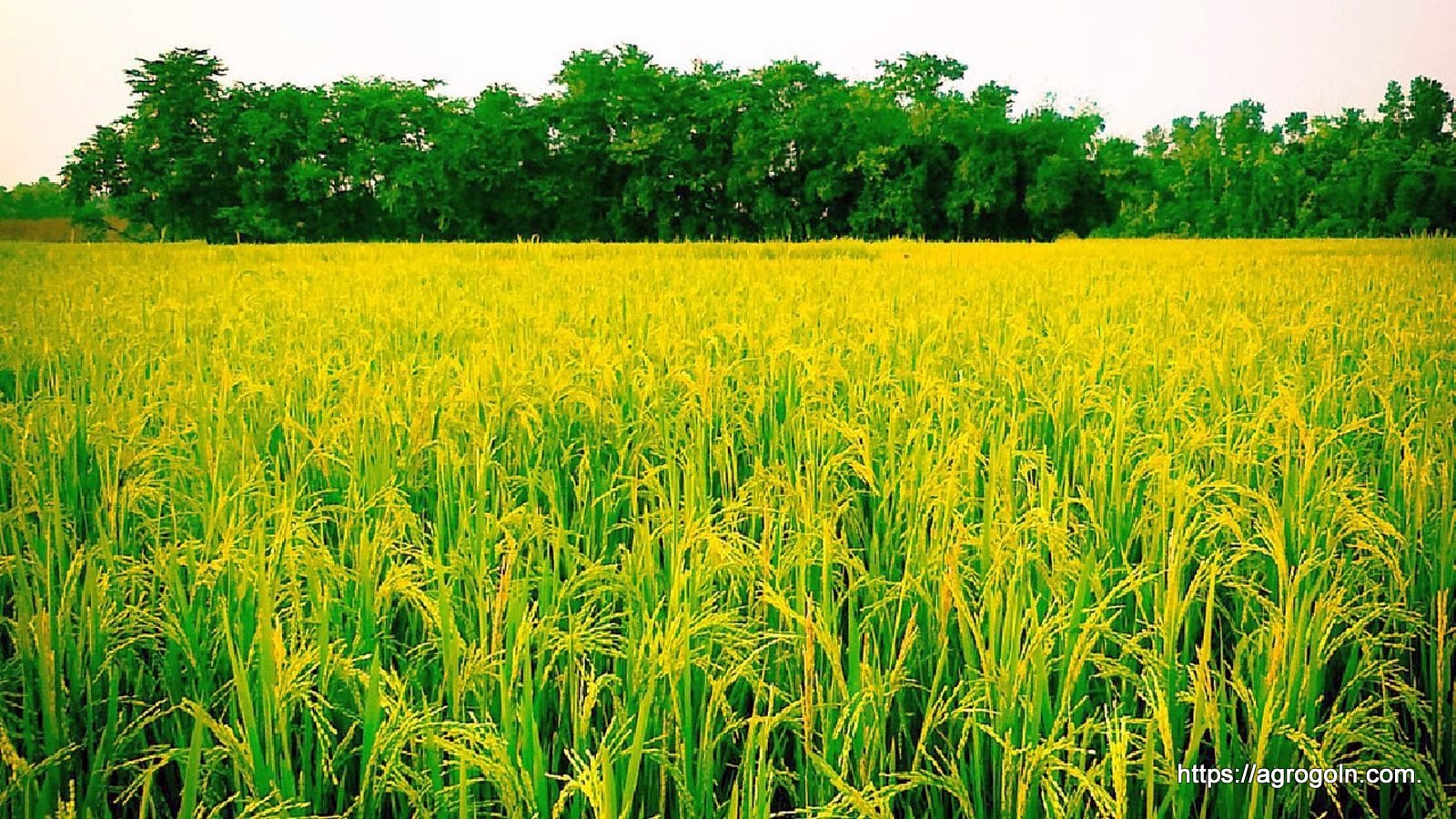 ধান চাষের জন্য জমি নির্বাচন