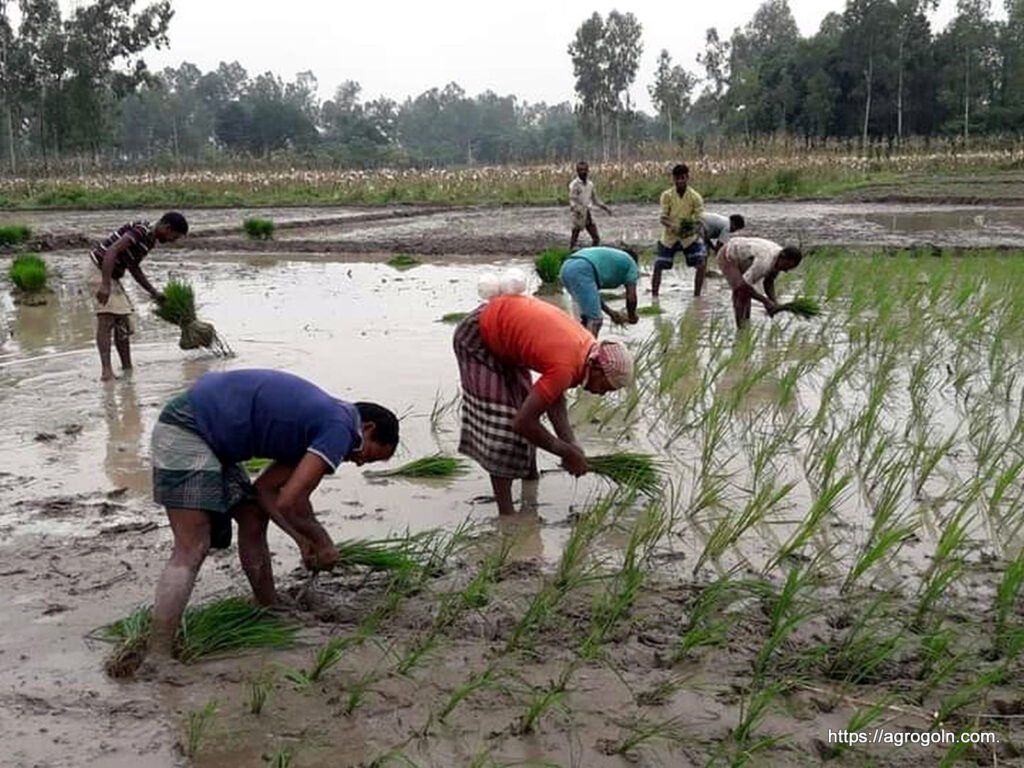 ধান চাষ সম্পর্কিত সকল তথ্য 16 ধান রোপণ