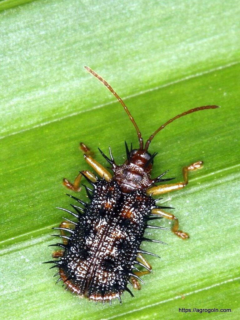ধান চাষ সম্পর্কিত সকল তথ্য 31 ধানের পামরি পোকা