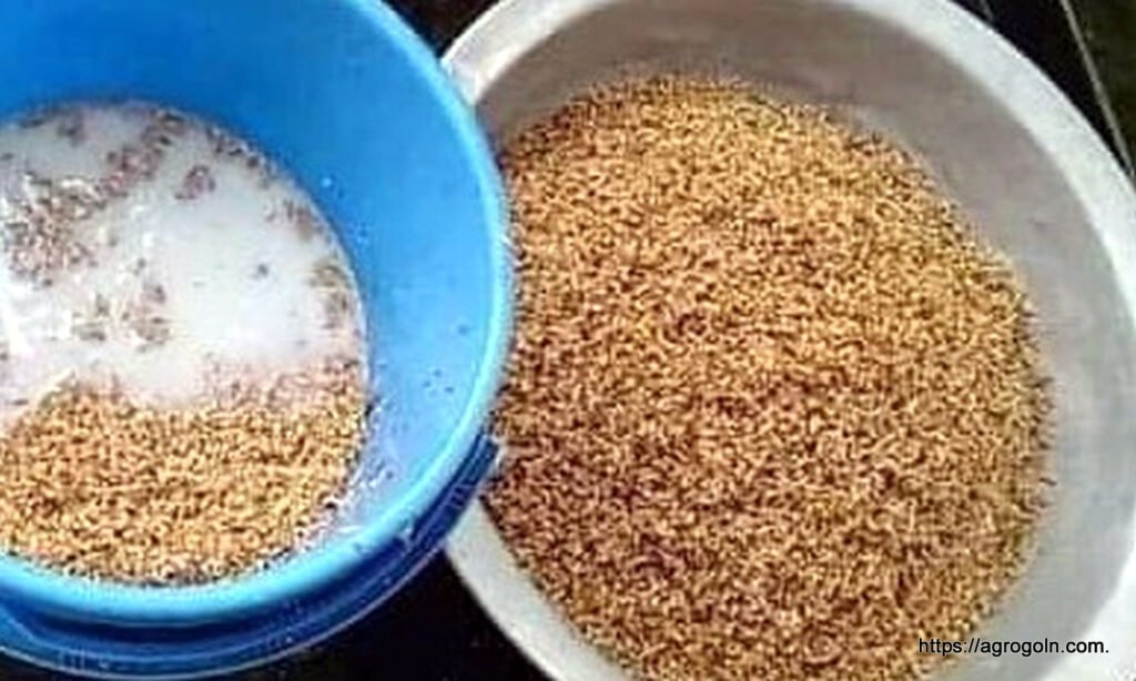ধান চাষ সম্পর্কিত সকল তথ্য 15 ধানের বীজ শোধন