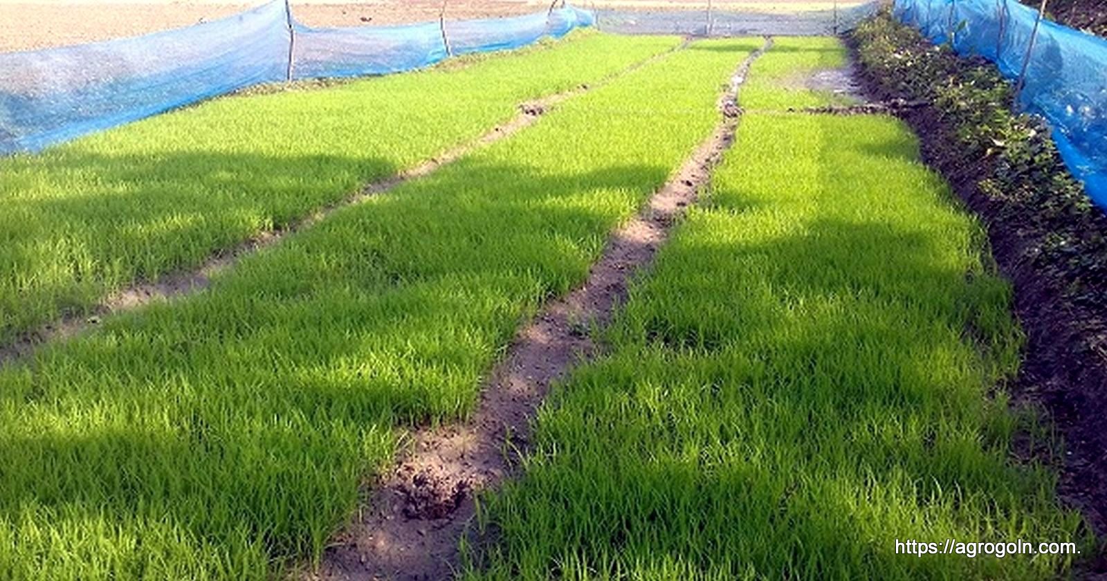 শুকনা বীজতলা