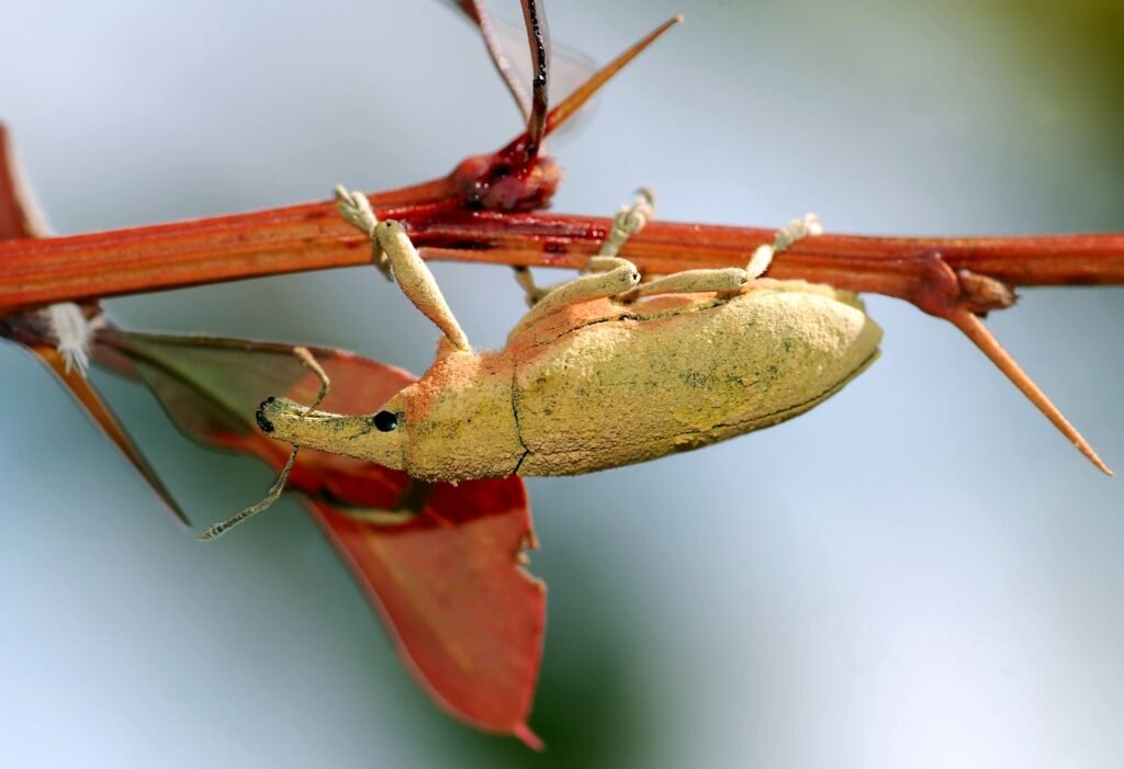 কুল চাষ পদ্ধতি 7 উইভিল পোকা