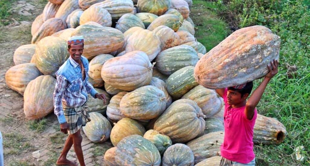 মিষ্টি কুমড়া