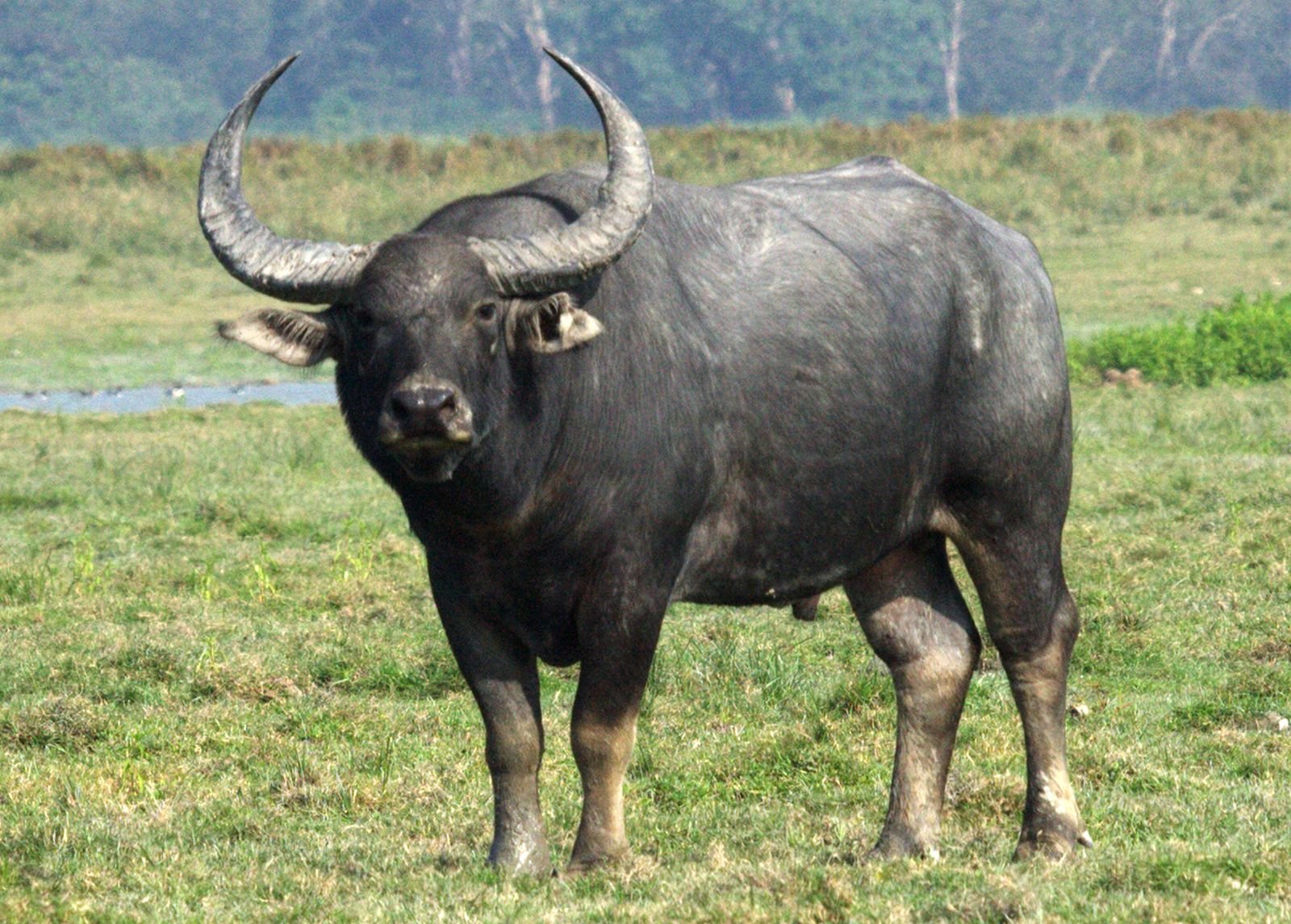জলাভূমির মহিষ