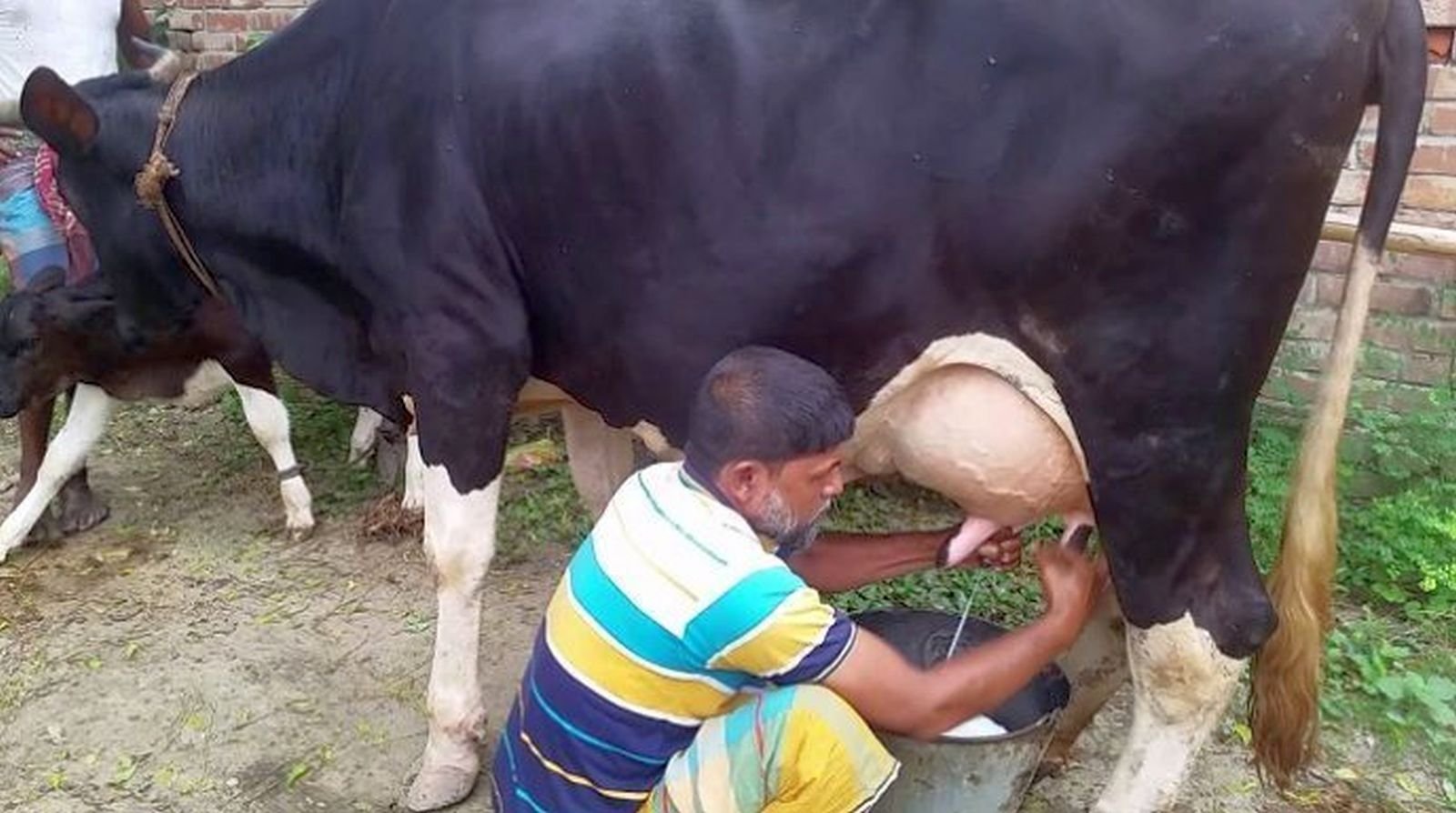 দুগ্ধবতী গাভী