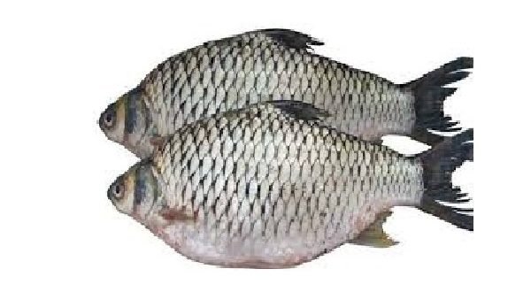 রাজপুটি