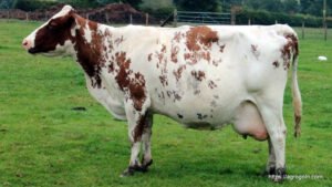 Ayrshire Dairy Cow