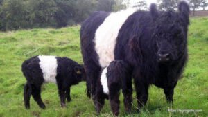 Belted Galloway Cow