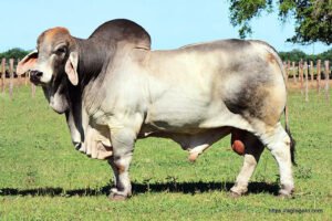 Brahman Cow