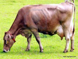 Brown Swiss Cow