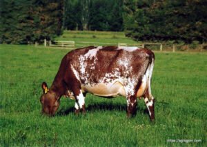 Dairy Shorthorn Cow