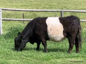 Galloway Cow