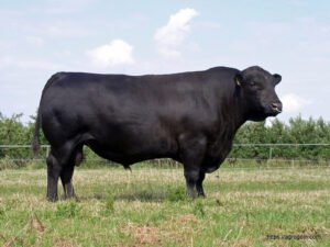 German Angus Cow