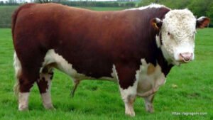 Hereford Cow