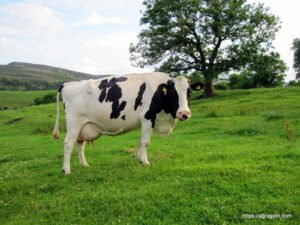 Holstein-Friesian Cow