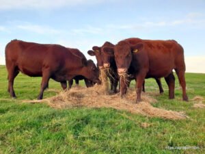 Red Poll Cow