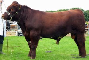 Shorthorn Cow