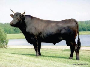 Wagyu Cow