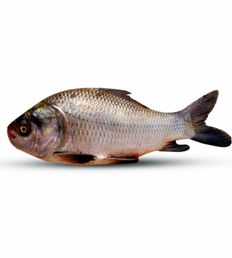 কাতল মাছ