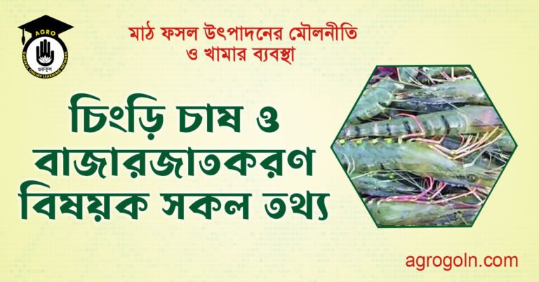 চিংড়ি চাষ ও বাজারজাতকরণ বিষয়ক সকল তথ্য