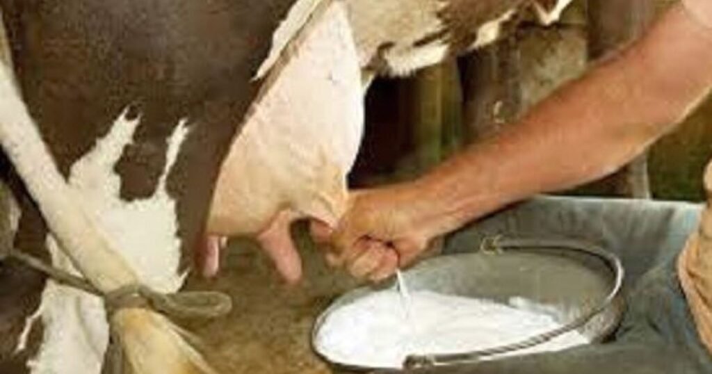 দুগ্ধবতী গাভীর পরিচর্যা