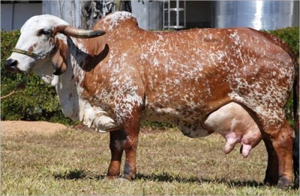 গাভীর খাদ্য