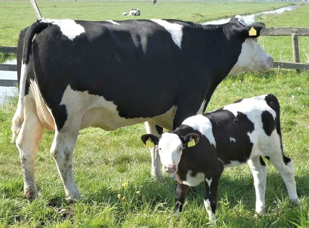 দুগ্ধবতী গাভী