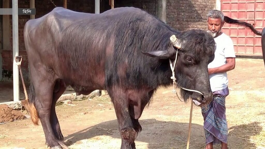 মহিষের জাত ও জাতের বৈশিষ্ট্য