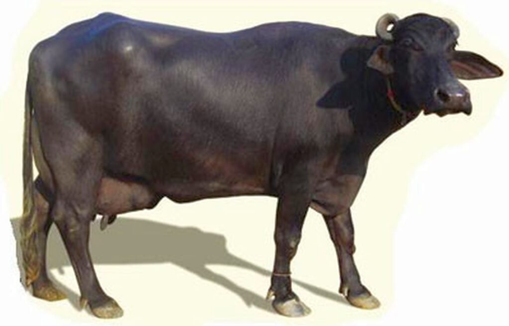 দেশি মহিষ