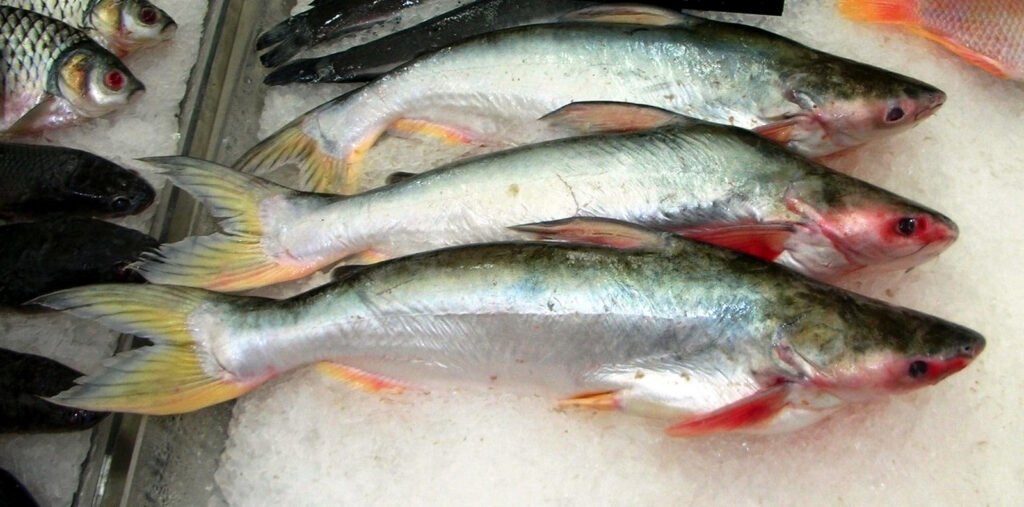 পাঙাশ মাছ