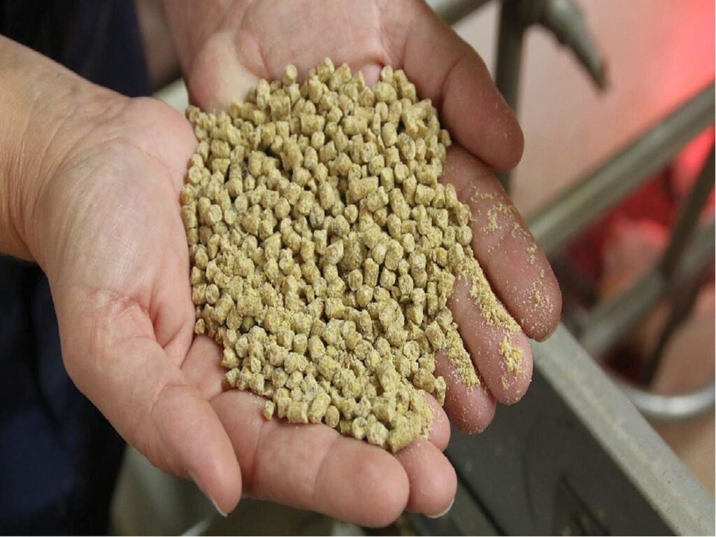 মাছের খাদ্য