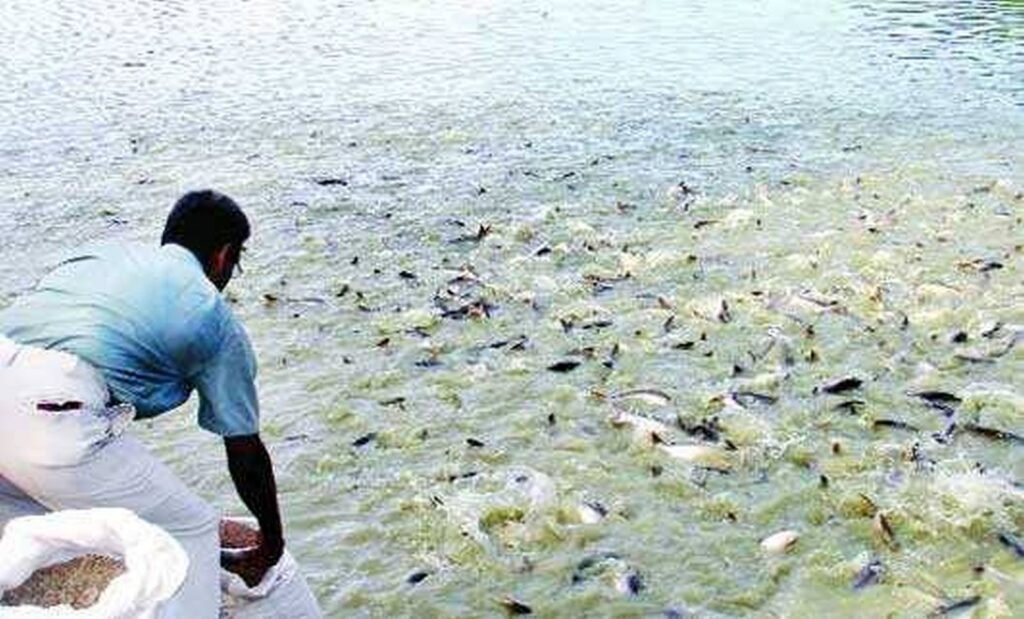 মাছের খাবার দিচ্ছেন চাষি