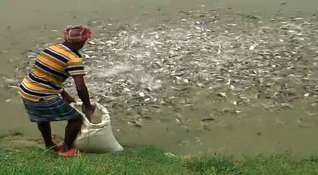 মাছের খাবার দিচ্ছেন চাষি