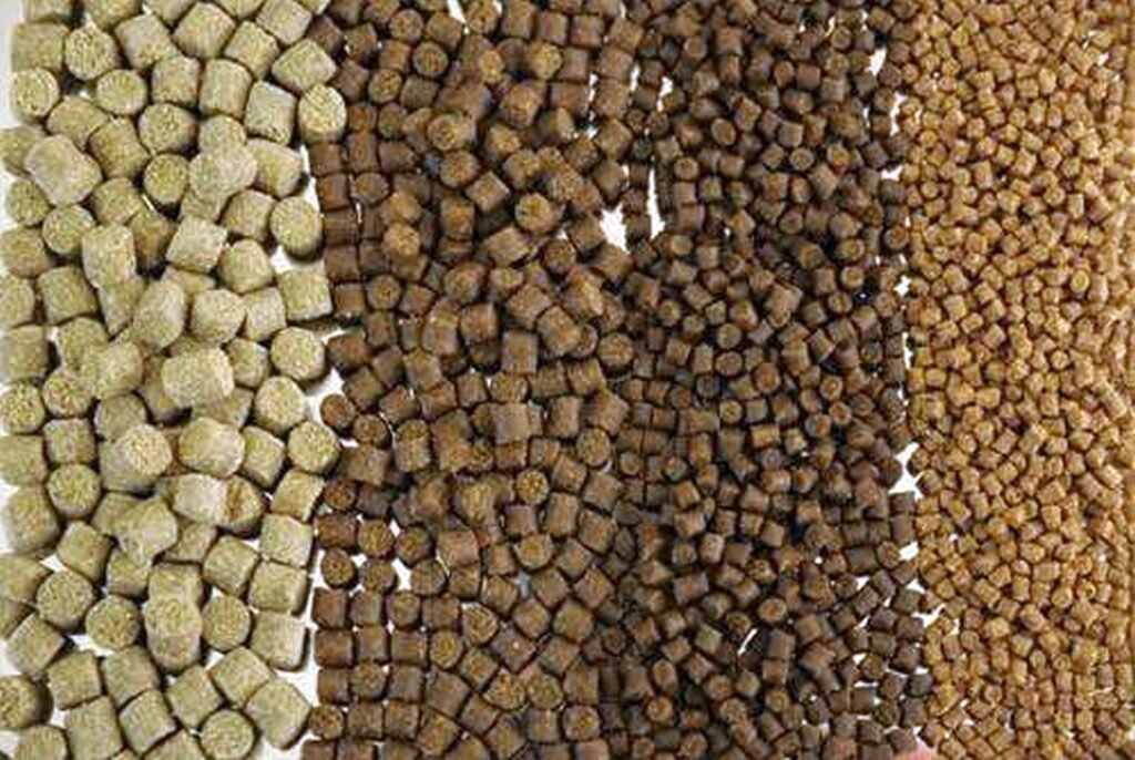 মাছের সম্পূরক খাদ্য