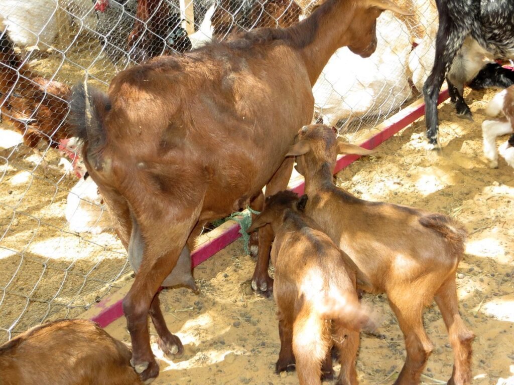 মারাডি ছাগল