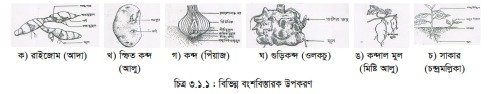 ফসল বীজ, বংশ বিস্তারক উপকরণ ও এর গুরুত্ব 3 ফসল বীজ, বংশ বিস্তারক উপকরণ ও এর গুরুত্ব
