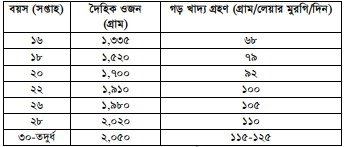 মুরগির খাদ্য