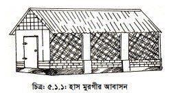 হাঁস-মুরগির আবাসন 3 হাঁস-মুরগির আবাসন