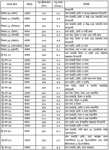 ধান চাষ