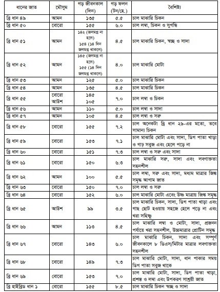 ধান চাষ