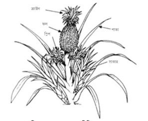 আনারস চাষ